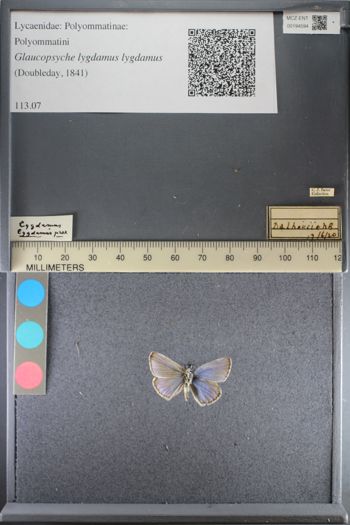 Media type: image;   Entomology 194594